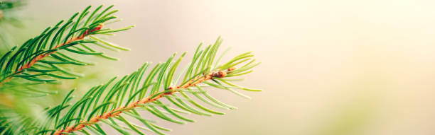 istock Christmas background. Beautiful natural fir tree branch. Light green pine tree branches with small buds of brown pine cones. Seasonal holiday nature backdrop, wallpaper. Web banner header. 1289604319