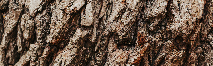 Natural wooden texture background. Closeup macro of old aged dark brown tree bark. Abstract oak tree eco nature backdrop or wallpaper. Web banner header.