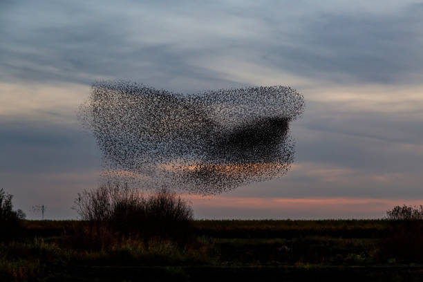 Flying Insect Murmurations 1,900+ Bird Murmuration Stock Photos, Pictures & Royalty-Free Images ...