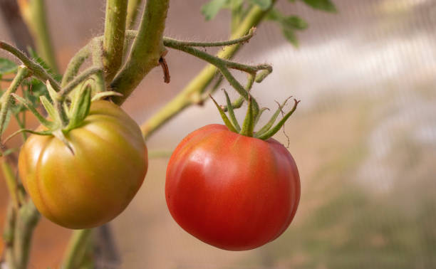 istock red tomatoes  on branches in the garden 1289605405
