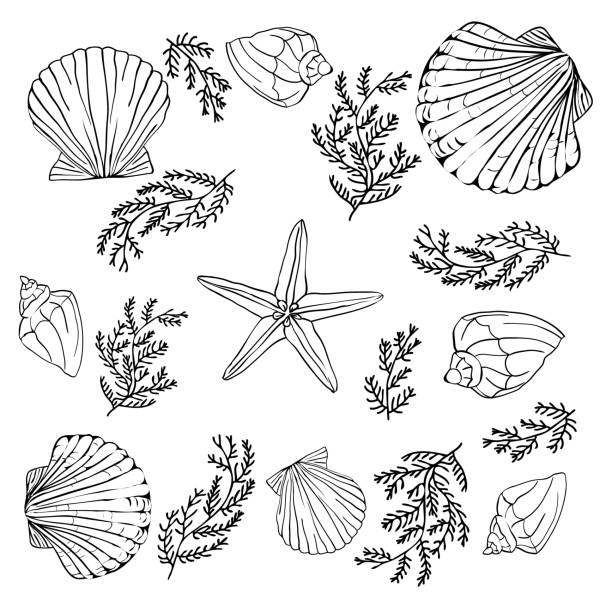 illustrations, cliparts, dessins animés et icônes de collection shells. ensemble vectoriel avec coquillages et étoiles de mer pour vous concevoir et scrapbooking - vacations nature shell snail