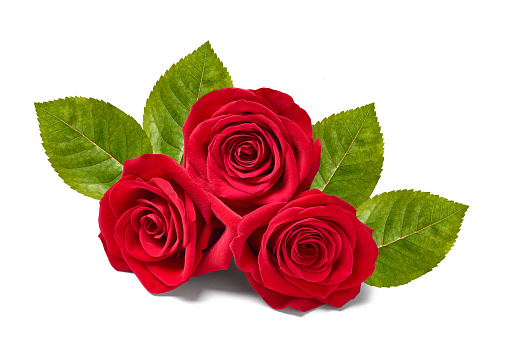 Red rose in macro