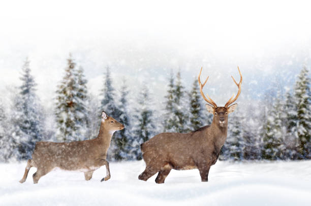 Two deers on a winter landscape background with snowfalls