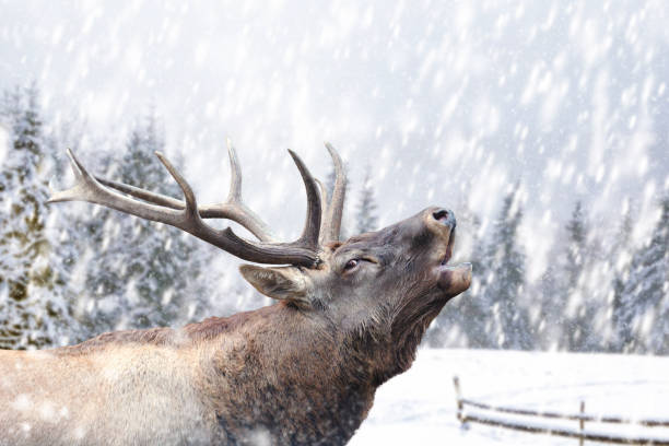 istock Deer on a winter landscape background with snowfalls 1289607540