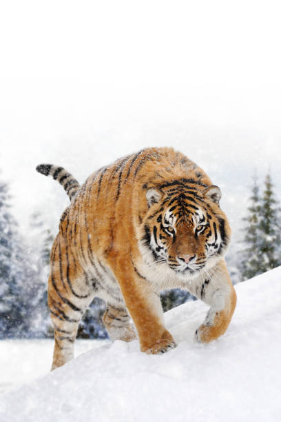 Beautiful wild siberian tiger on snow Close beautiful wild siberian tiger on snow siberian tiger stock pictures, royalty-free photos & images