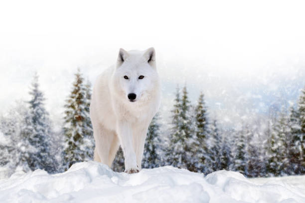 istock Close beautiful wild arctic wolf on snow 1289607547
