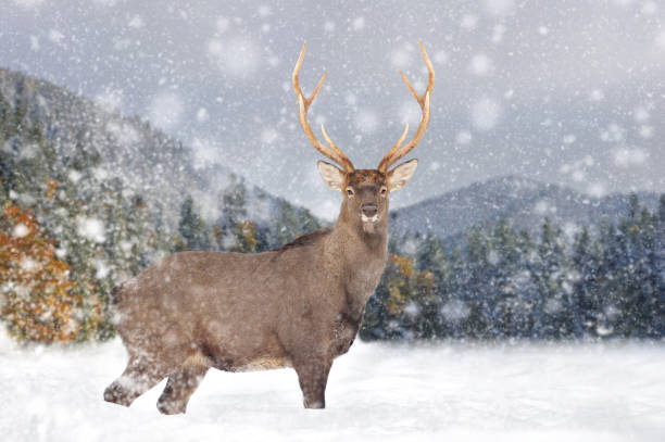 istock Deer on a winter landscape background with snowfalls 1289607549