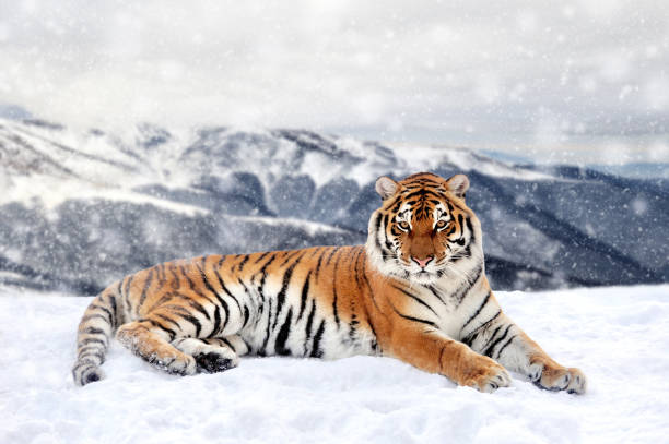 hermoso tigre siberiano salvaje en la nieve - siberia river nature photograph fotografías e imágenes de stock