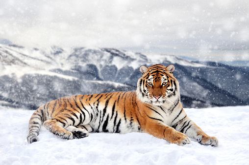 Siberian tiger in the snow in winter, walking through taiga. Cold weather with dangerous predator. Panthera tigris altaica. Russia