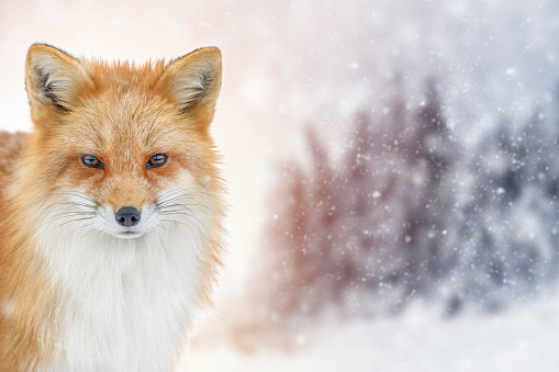 Portrait Red Fox, Vulpes vulpes, beautiful animal on winter background. Wildlife nature