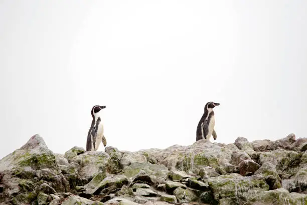 Two Humboldt Penguins (Spheniscus humboldti) on Rocks. Ballestas Islands, Paracas, Peru