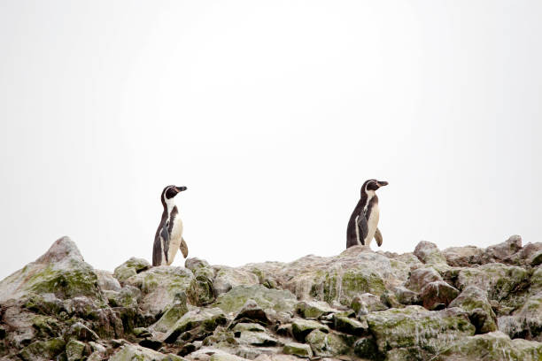 гумбольдт пингвинз - humboldt penguin стоковые фото и изображения
