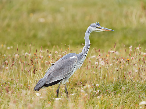 Grey heron bird standing in the field.