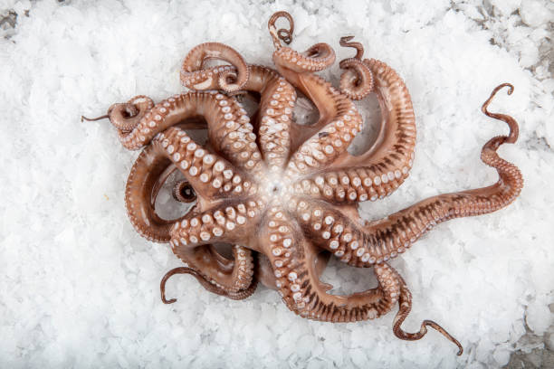 istock Raw Octopus on snowy counter in a store. Organic seafood. 1289609626