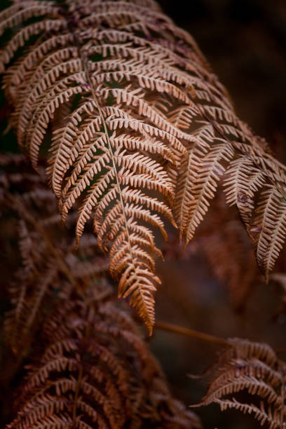Bronze coloured bracken in late Autumn