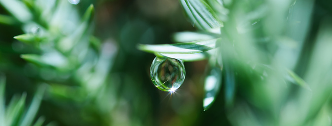 Close-up of water drop falling from tip of green leaf.