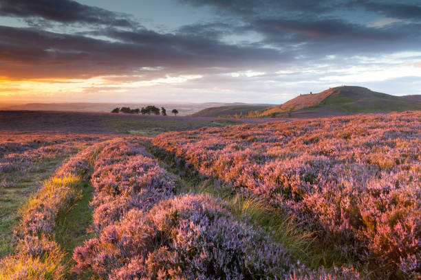 Purple Heather in bloom in late August at sunset on the moors in the heart of Northumberland Purple heather in bloom in late August at sunset on the moors in the heart of Northumberland in North East England august photos stock pictures, royalty-free photos & images