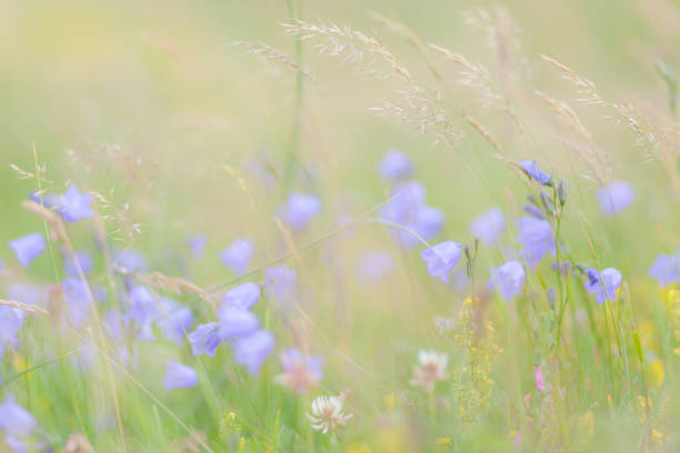 istock Delicate blue harebell flowers nodding gently in the breeze on a summers day 1289610621
