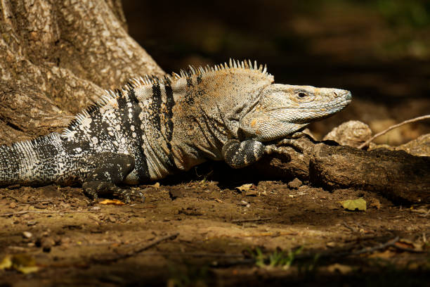 istock Ctenosaura similis, known as black spiny-tailed iguana, black iguana or black ctenosaur,lizard native to Mexico and Central America, introduced to the United States in Florida. The fastest lizard of the world. 1289611094