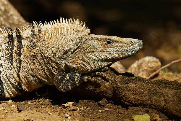 istock Ctenosaura similis, known as black spiny-tailed iguana, black iguana or black ctenosaur,lizard native to Mexico and Central America, introduced to the United States in Florida. The fastest lizard of the world. 1289611143