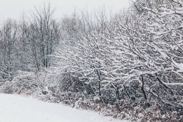 Beautiful winter landscape scene view. Christmas winter card. Trees bushes under snow in park outdoor. Snow blizzard and snowfall. Beauty in nature. Idyllic conceptual abstract landscape. hermosa vista de la escena del paisaje de invierno. tarjeta de invierno de navidad. los árboles arbustos bajo la nieve en el parque al aire libre. ventisca de nieve y nevadas. belleza en la naturaleza. idílico paisaje abstracto conceptual.