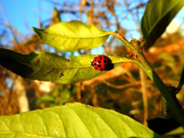 animália coleóptera - coccinellidae - insecta - cucujoidea - animalia - biological control - beetle - ladybug
