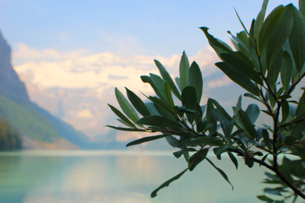 istock Branch by the Lake 1289612984