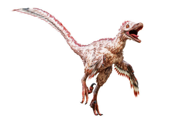 istock Velociraptor mongoliensis isolated on white background. Theropod dinosaur with feathers from Cretaceous period scientific 3D rendering illustration. 1289615354