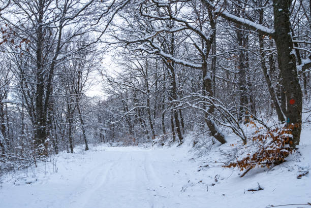 route rurale à travers la forêt d’hiver dans une neige, fond naturel de campagne - woods glade winter wood photos et images de collection