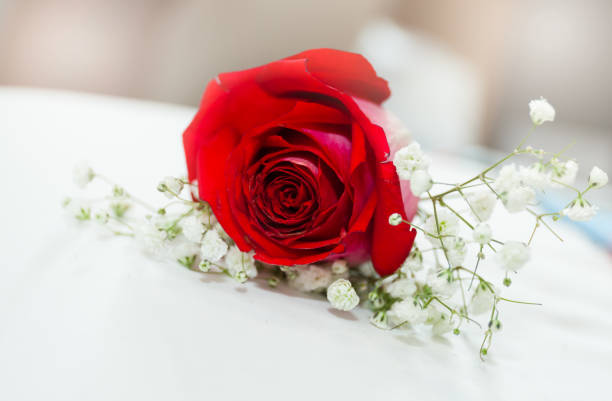 A closeup of a red rose on a white surface under the lights with a blurry background