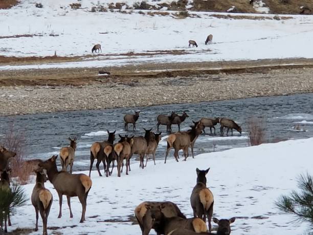 istock Elk herd in winter crossing a river 1289616880