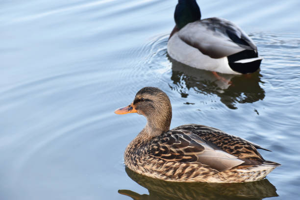 Cute Female And Male Mallard Ducks Enjoying A Peaceful Afternoon In A Protected Habitat High Quality Cute Female And Male Mallard Ducks Enjoying A Peaceful Afternoon In A Protected Habitat san rafael california stock pictures, royalty-free photos & images
