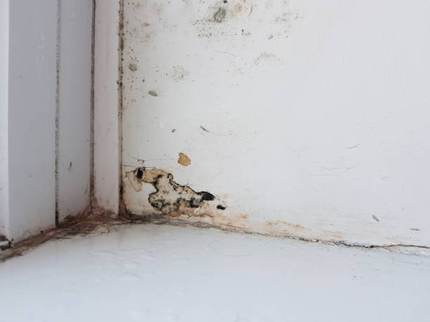 istock Condensation and mold on the window 1289619940