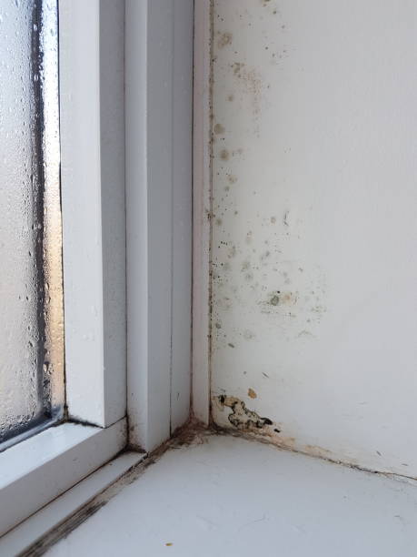 istock Condensation and mold on the window 1289620061