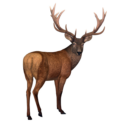 The Red deer is native to Europe, Asia, Iran and Africa is one of the largest species of ungulates.