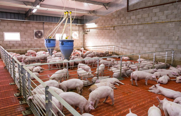 istock Agribusiness pig farm 1289620351