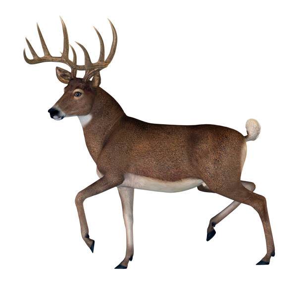 Whitetail Buck The herbivorous White-tailed deer lives in North and South America and is an abundant species. white tail deer stock pictures, royalty-free photos & images