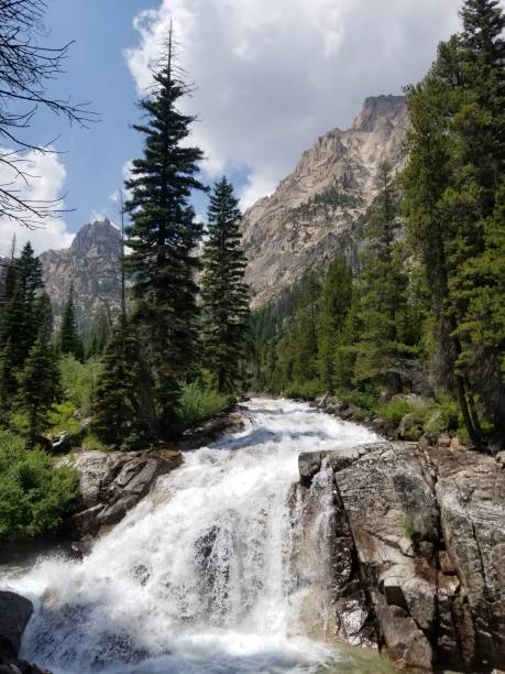 Waterfall in the mountains with pine trees