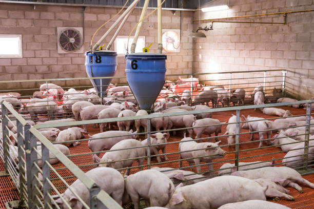 istock Agribusiness pig farm 1289621141