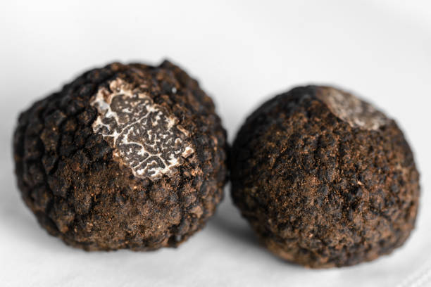 圖伯黑色素油， 被稱為黑松露， 普里戈德松露或法國黑松露 - truffle tuber melanosporum mushroom 個照片及圖片檔