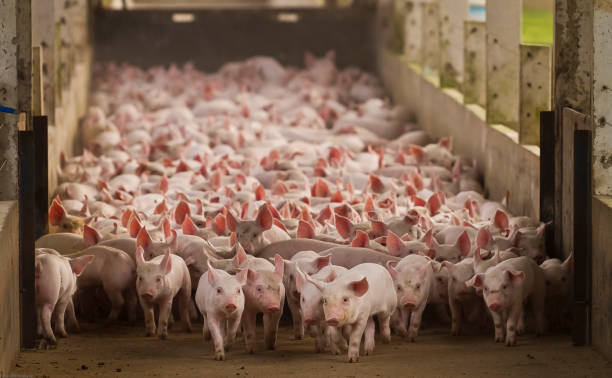 istock Agribusiness Pig Farm 1289621178