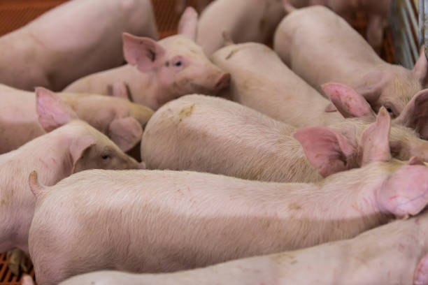 istock Agribusiness pig farm 1289621405