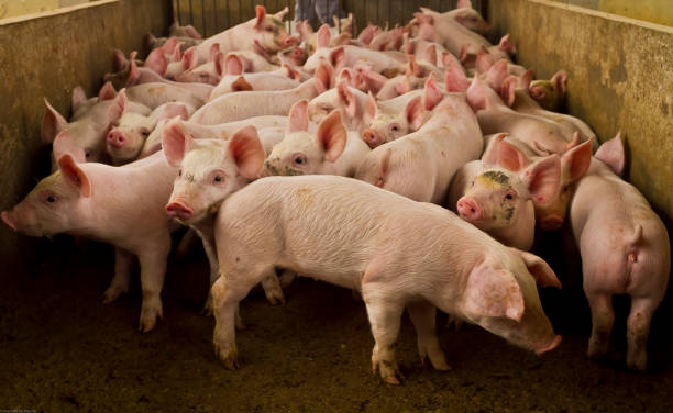 istock Pig Farm Agribusiness Pig 1289621434