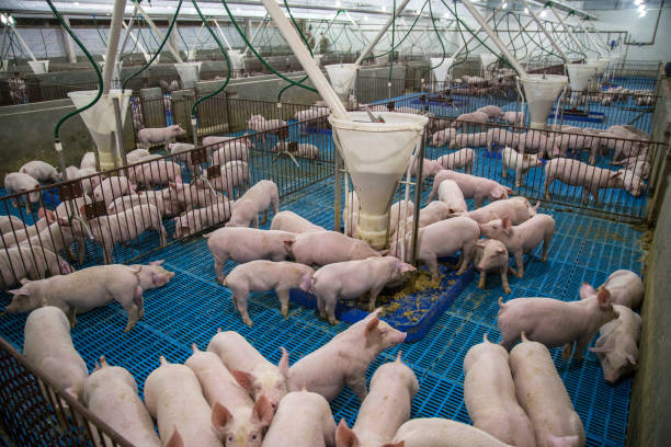 istock Agribusiness Pig Farm 1289621772