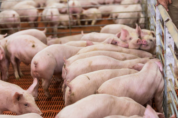 istock Agribusiness pig farm 1289621797