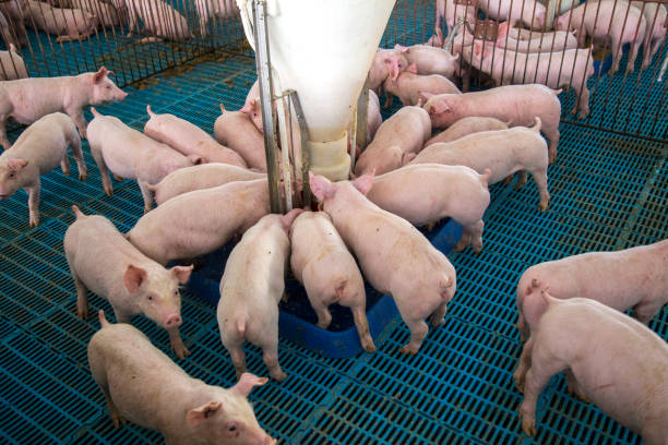 istock Agribusiness Pig Farm 1289622330