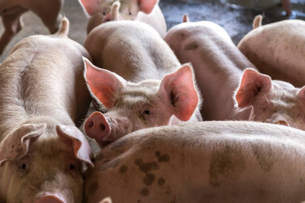 istock Agribusiness pig farm 1289622440