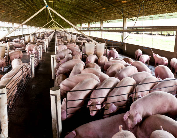 istock Agribusiness Pig Farm 1289622447