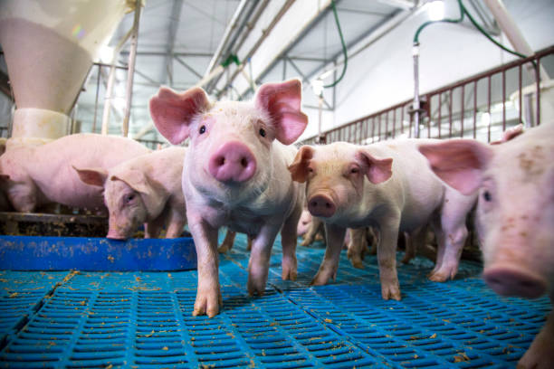 agribusiness pig farm - pig imagens e fotografias de stock