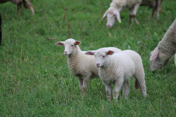 istock Sheep also called urial ram ewe tup flock of sheep 1289622741
